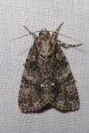Acronicta rumicis