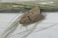 Apaidia mesogona