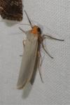 Eilema caniola