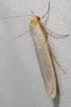 Eilema caniola