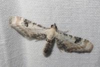 Eupithecia centaureata