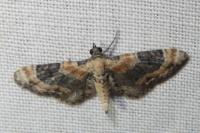 Eupithecia linariata