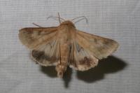 Helicoverpa armigera