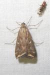 Loxostege sticticalis