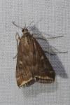 Loxostege sticticalis