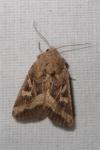 Luperina dumerilii