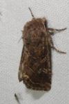 Luperina dumerilii