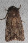 Luperina testacea