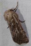 Luperina testacea