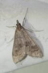 Mecyna asinalis