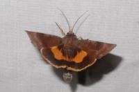 Noctua janthe