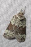 Nycteola siculana