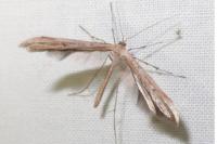 Pterophorus