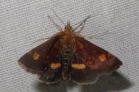 Pyrausta aurata