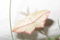 Timandra comae