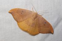 Watsonalla binaria