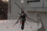 Synanthedon formicaeformis