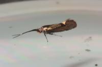 Esperia sulphurella
