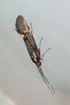 Esperia sulphurella