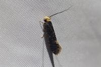 Monopis weaverella