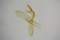 Monopis weaverella