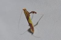 Caloptilia alchimiella