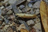 Ypsolopha alpella