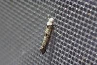 Paraswammerdamia albicapitella