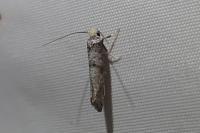 Paraswammerdamia nebulella