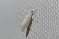 Niphonympha dealbatella