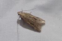Mirificarma mulinella