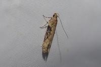 Scrobipalpa costella