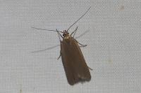 Acompsia cinerella