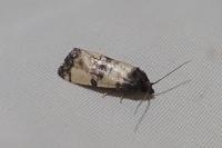 Cochylis atricapitana