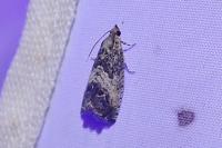 Cydia splendana