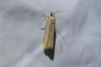 Bactra venosana