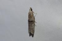 Nephopterix angustella