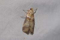 Acrobasis tumidana