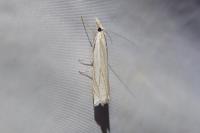 Crambus pascuella