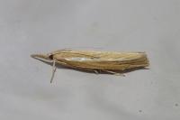 Agriphila tristella