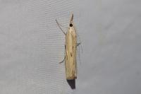 Agriphila inquinatella