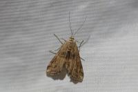 Cataclysta lemnata