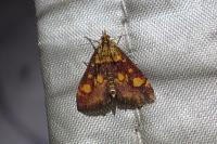 Pyrausta aurata