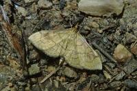 Anania verbascalis
