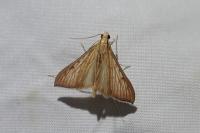 Antigastra catalaunalis