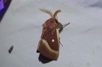 Lasiocampa trifolii