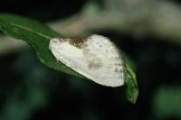 Cilix glaucata