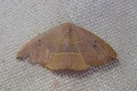 Watsonalla uncinula