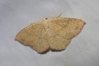 Cyclophora ruficiliaria