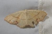 Cyclophora punctaria